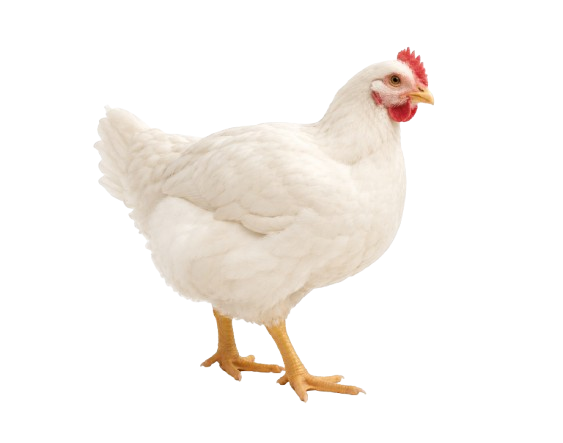 Avicole
