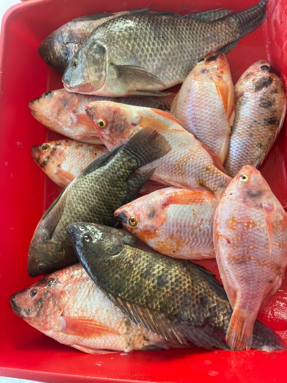 tilapia