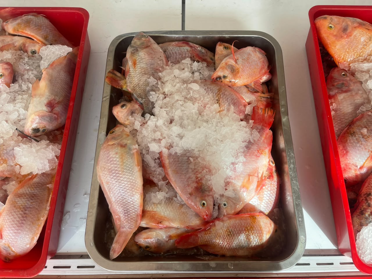 tilapia